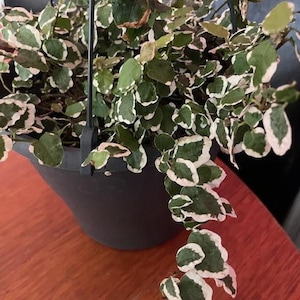 May include: A hanging basket with a variegated plant. The plant features small, round, dark green leaves with white edges. The black basket is suspended by black wires. The plant's foliage trails over the sides of the basket.