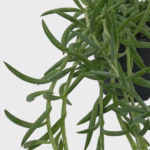 May include: Close-up of a String of Bananas succulent plant. The trailing stems are a vibrant green, with small, curved, banana-shaped leaves. The plant is in a black pot, set against a white background. A popular houseplant.