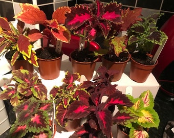 Soil  Rooted Coleus Baby Starter Plug house plants      *Indoors and outdoors