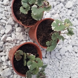 X3 X2 Trailing Variegated Nepeta Plug Plants For Hanging Basket x3-x2-trailing-variegated-nepeta-plug-plants-for-hanging-basket