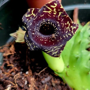 Black huernia, Black huernia