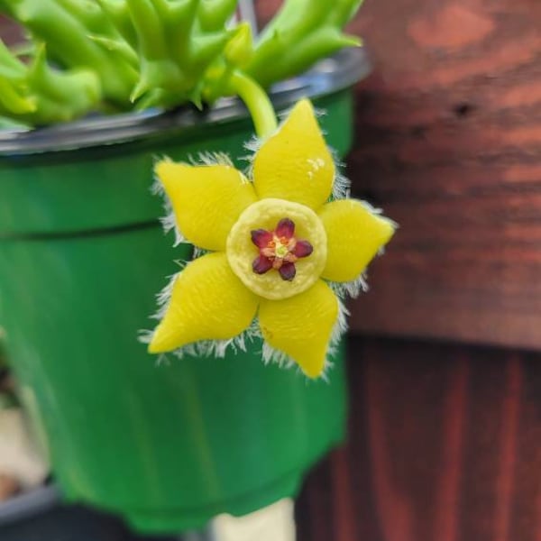 Orbea semota var. lutea. Orbea yellow.