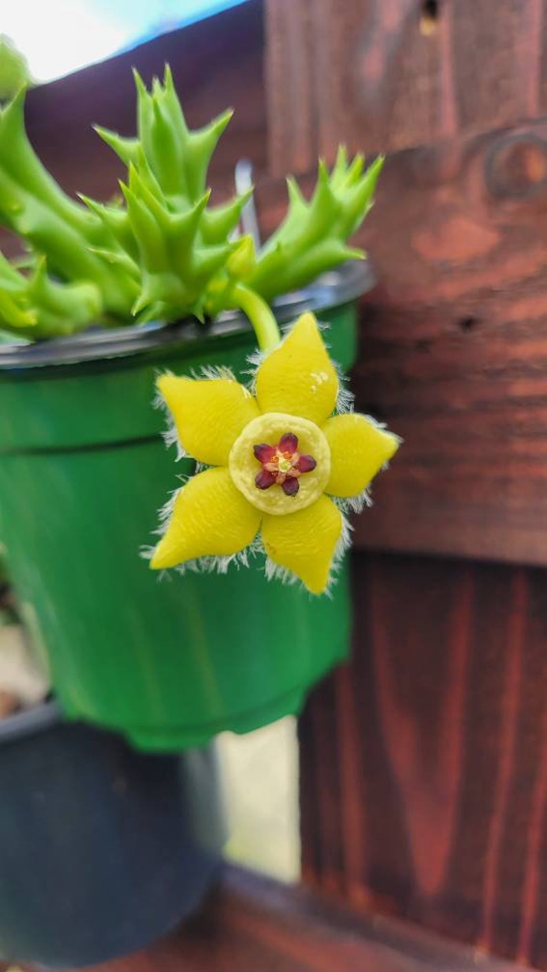 Orbea semota var. lutea. Orbea yellow. image 1