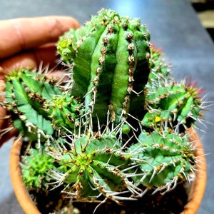 Euphorbia. Euphorbia rare.  Euphorbia cluster.Euphorbia fruticosa