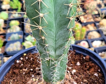 Pachycereus Pringlei. Pachycereus. Big cactus. Cactaceae