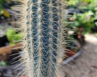 Pilosocereus azureus.Blue Torch. Blue cacti. Cactus. Cactaceae. Blue cacti. nice cacti