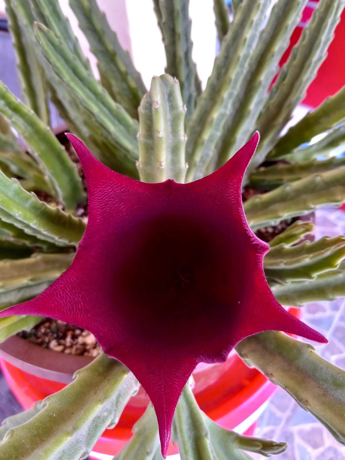 Stapelia Leendertziae. Stapelia Bell - Etsy