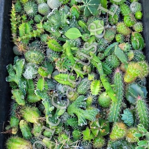 Unrooted Cactus Cuttings, Assorted Cactus Cuttings