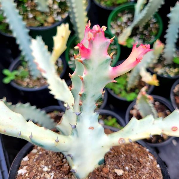 Rare ghost cactus. Euphorbia lactea variegated. Ghost cactus. Rooted ghost cactus.