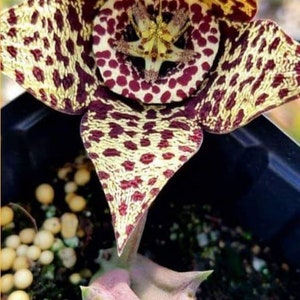 Orbea variegata. Variegated Stapelia. Orbea variegata. Stapelia variegata. Stapelia