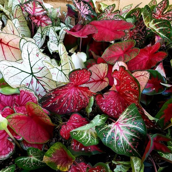 Caladium Bulbs Etsy