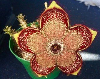 Edithcolea grandis. Persian carpet flowers. Persian carpet flower. Edithcolea. Cactus