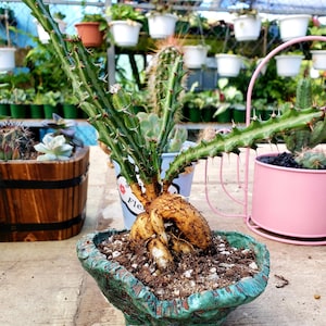 Euphorbia knuthii. Euphorbia exotica.  Euphorbia rare. Euphorbia. Plant