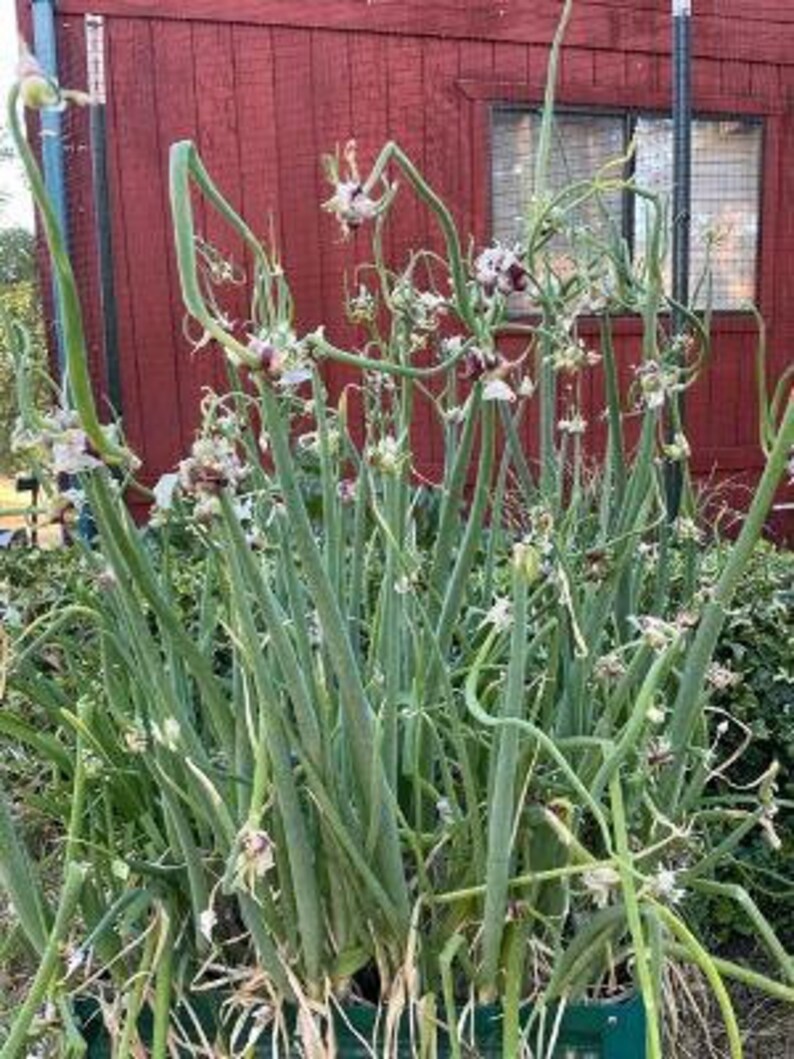 Egyptian Walking Onions bulblets 5 QTY JULY 2022 Etsy