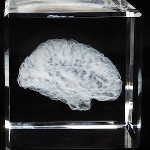 Human Brain Pial Surface (Grey Matter) Crystal Paperweight