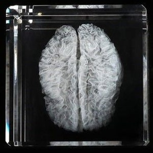 Human Brain white Matter Crystal Sculpture - Etsy