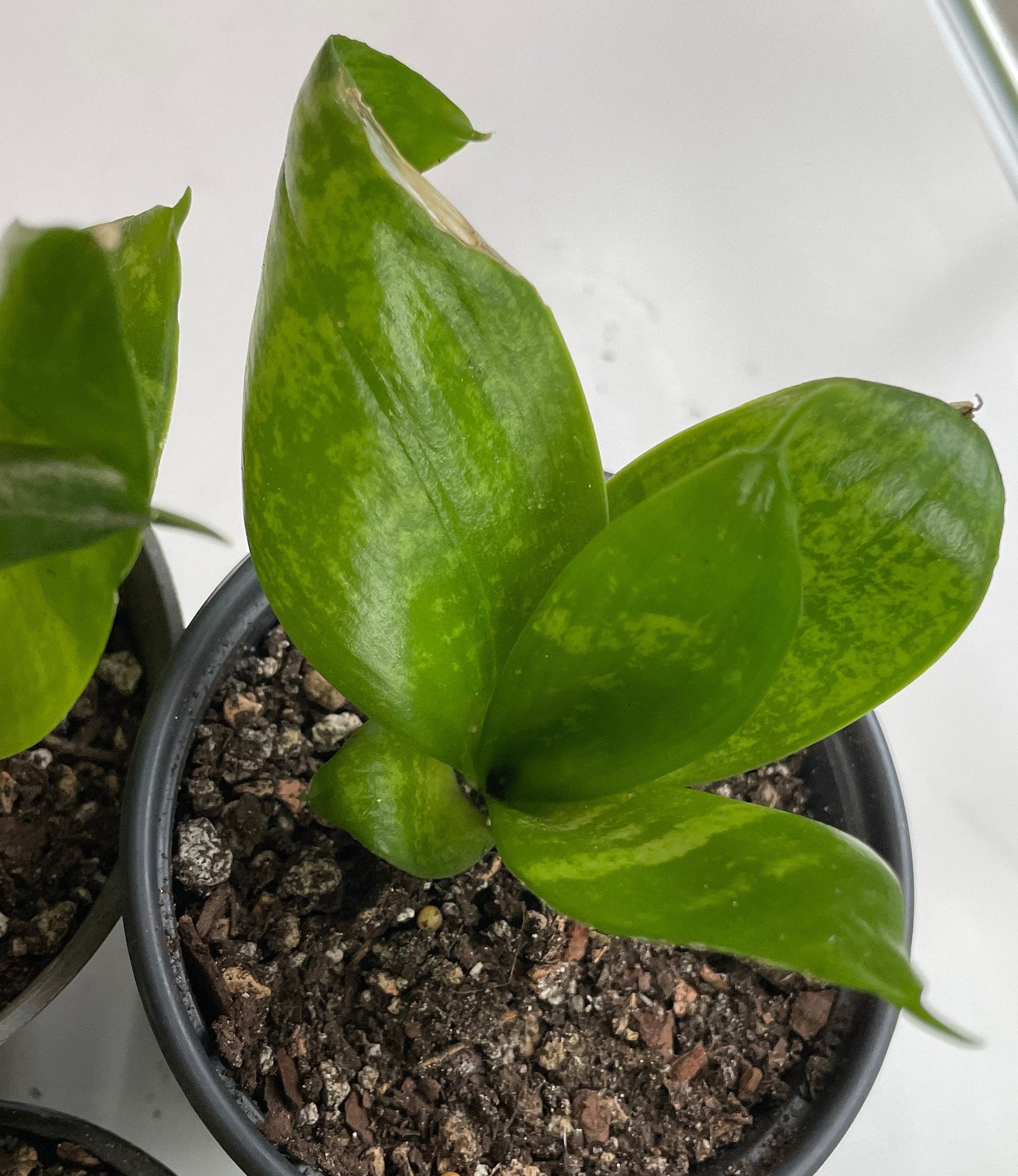 Birds Nest Sansevieria Etsy