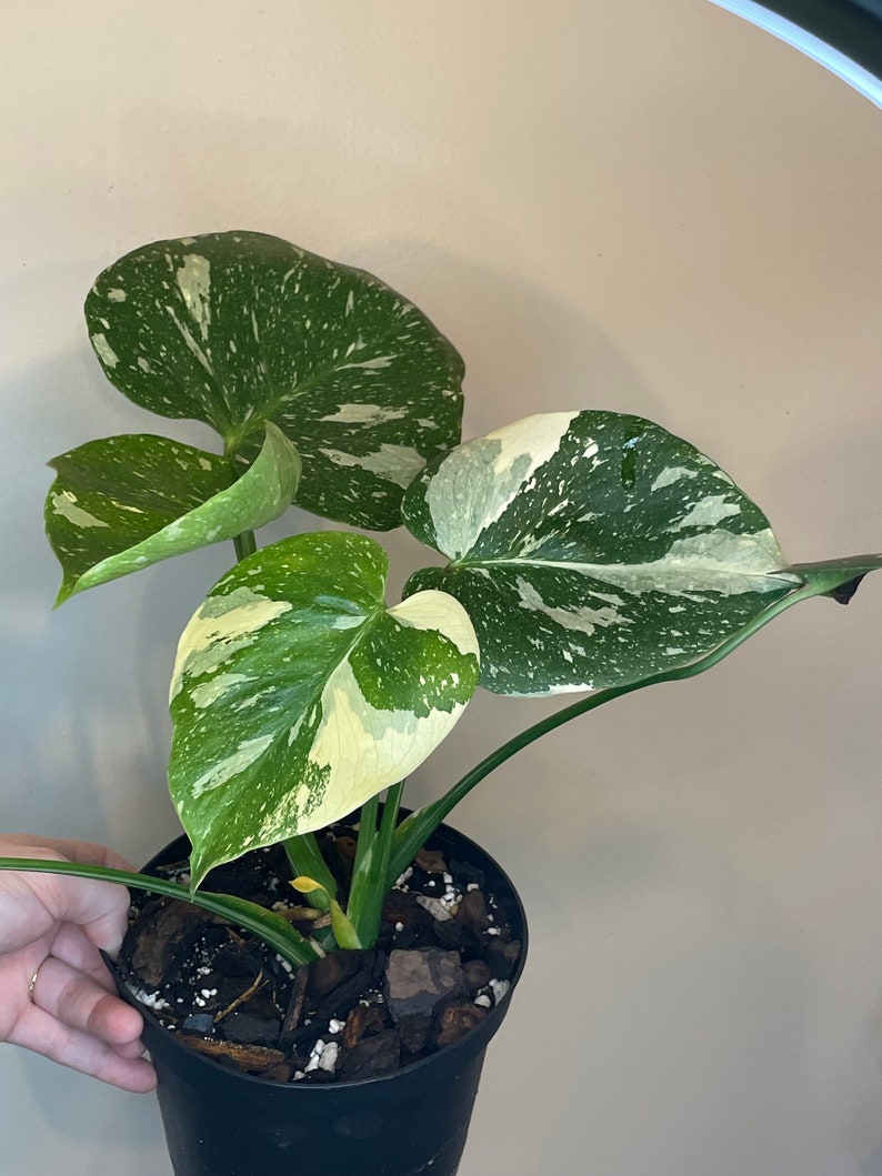 Monstera Thai Constellation  Two Vines One Pot image 1