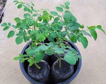 Dwarf Moringa Trees PKM-1 Young Seedlings (2) Live Plants in Ready to Plant Pellets High Yield & Compact Drumstick Trees