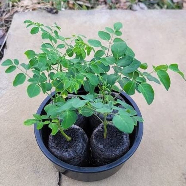 Dwarf Moringa Trees PKM-1 Young Seedlings (2) Live Plants in Ready to Plant Pellets High Yield & Compact Drumstick Trees