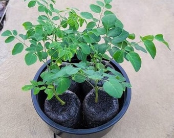 Moringa Oleifera Seedlings PKM-1 | Dwarf Drumstick Tree Live Plants | High Yield
