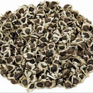 Dwarf Moringa PKM-1 Seeds Hybrid High Yield & Compact Moringa Oleifera (30 Seeds)