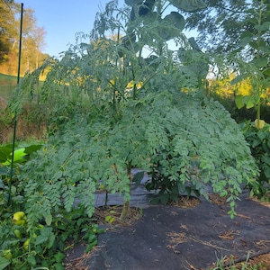 PRE-Order! Dwarf Moringa Trees PKM-1 Young Seedlings (2) Live Plants in Ready to Plant Pellets High Yield & Compact Drumstick Trees