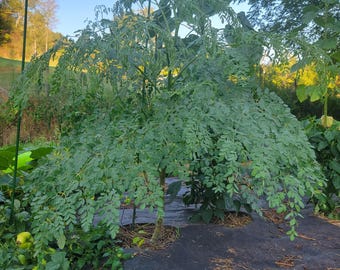 Moringa Oleifera Seedlings PKM-1 | Dwarf Drumstick Tree Live Plants | High Yield
