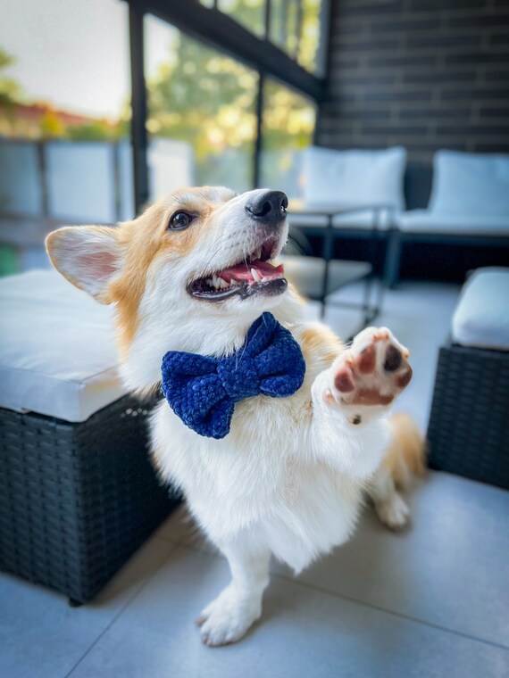 Crochet bow tie for dogs hotsell