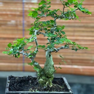 Peut inclure: Un bonsaï avec des feuilles vertes vives et un tronc torsadé, planté dans un pot carré foncé. Les branches sont façonnées avec du fil de fer, et l'arrière-plan est un store en lattes de bois.