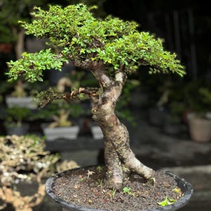 May include: A small bonsai tree with vibrant green leaves and a textured, brown trunk. The tree is planted in a dark gray pot filled with soil. The background is blurred, suggesting an outdoor setting.