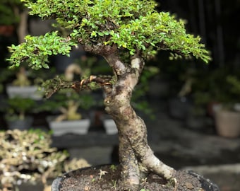 miniature jade plant Dwarf Jade Bonsai – Low-Maintenance & Pet-Friendly
