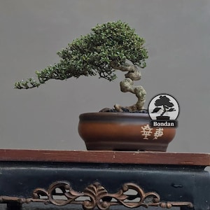 Live Bonsai Tree. Serissa Micro. Small Size HRJ052. - Ficus - Tiger Brek - Japanese maple