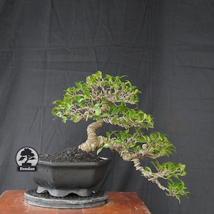 Könnte beinhalten: Ein Bonsai-Baum mit einem dicken, strukturierten Stamm und kaskadierenden grünen Blättern, geformt mit dünnem Draht, der um die Zweige gewickelt ist. Der Baum steht in einem dunklen, sechseckigen Keramiktopf mit schwarzer Erde und einem Bondan-Logo.