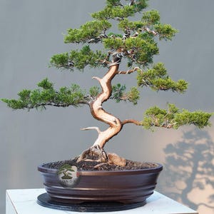 Könnte beinhalten: Ein Wacholder-Bonsai mit einem geschwungenen, hellen Stamm mit sichtbarem Totholz, dunkelgrünem Nadelwerk und silbernem Draht an den Ästen, gepflanzt in einer dunkelbraunen, ovalen Keramikschale mit einem sichtbaren Logo.