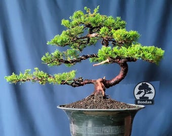 生命の木。盆栽ビャクシン チネンシス サルジェンティ - Etsy 日本