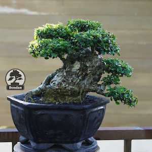 Op de afbeelding: Een bonsai boom met weelderig groen blad en een knoestige, getextureerde stam. De boom staat in een zwarte, vierkante pot. De afbeelding bevat het "Bondan" logo in de linker benedenhoek. De bonsai staat tegen een vage houten achtergrond.