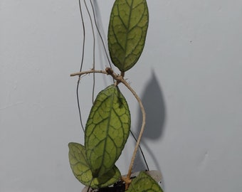 Hoya Tanggamus Very Rare Free phytosanitaire.