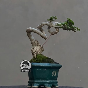 Levende bonsaiboom. Premna Micropylla. Bonsaiboom. Klein formaat HRJ016. - Ficus - Tiger Brek - Japanse esdoorn
