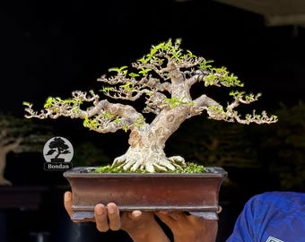 Lebensbaum. Bonsai Wasser Jasmin. Wrightia religiosa - Etsy.de