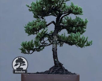 生命の木。盆栽ビャクシン チネンシス サルジェンティ - Etsy 日本