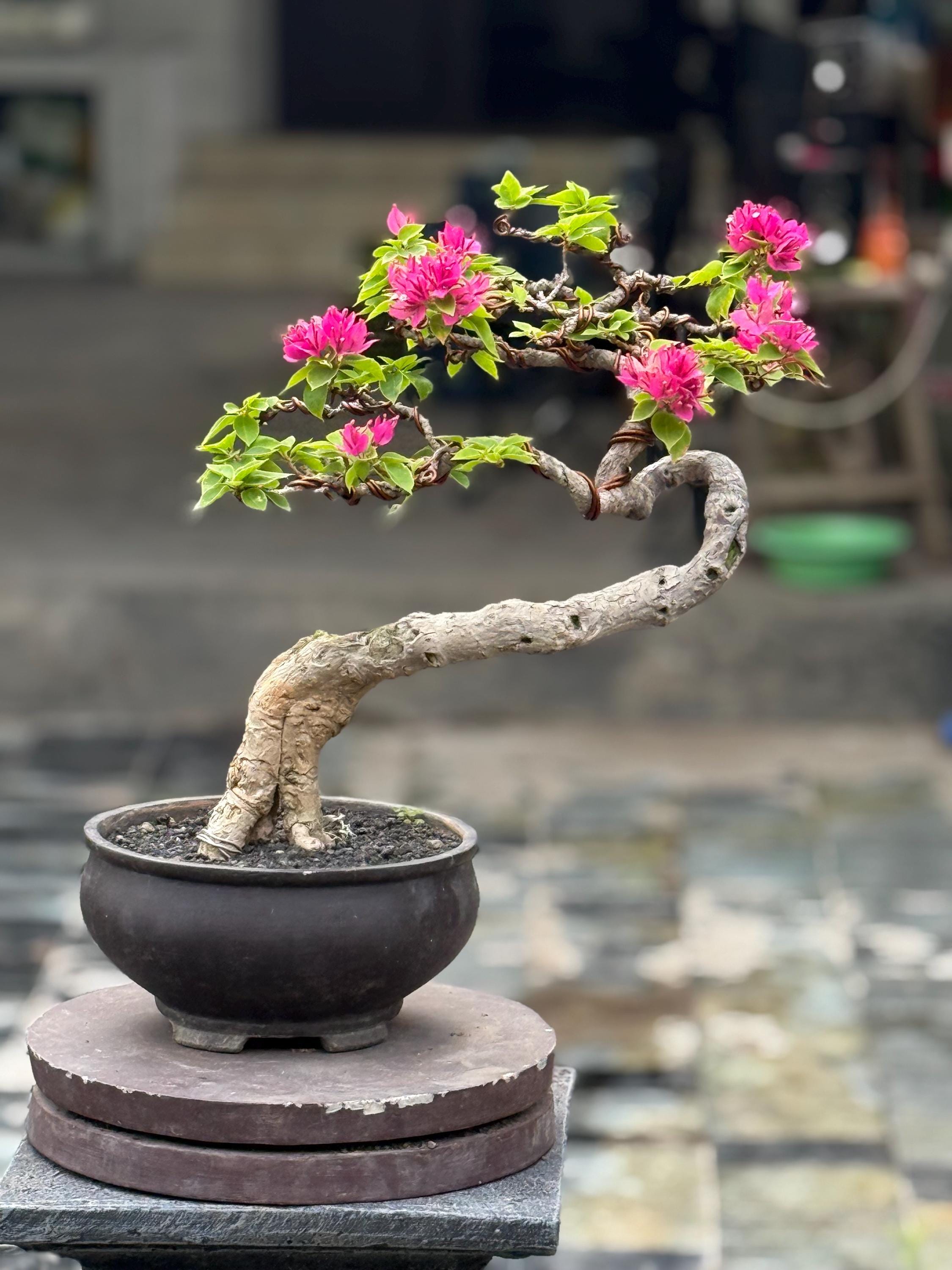 Live Bonsai Tree. Bougainvillea Bonsai Tree. Medium Size. AK5000 - Ficus -  Tiger Brek - Japanese Maple - Etsy
