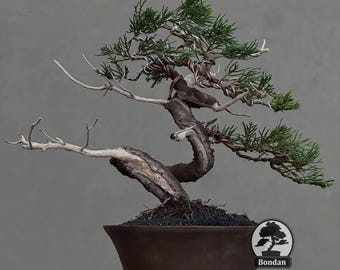生命の木。盆栽ビャクシン チネンシス サルジェンティ - Etsy 日本