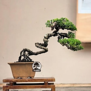 Op de afbeelding: Een bonsai boom met een gedraaide stam en heldergroene bladeren. De boom staat in een bruine rechthoekige pot en staat op een kleine houten standaard. De bonsai heeft een "Bondan" logo op de pot.