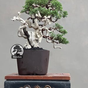 Live Bonsai Tree. Juniperus Chinensis. Small Size RZ046. - Ficus - Tiger Brek - Japanese maple