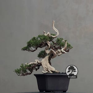 May include: A bonsai tree with a twisted, pale trunk and branches, in a dark square pot. The tree features green foliage and a distinctive, artistic form. The background is a plain grey.