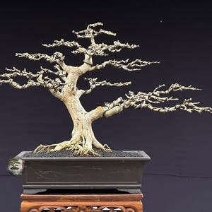 Bonsai vivo. Desmodium sp. Bonsai. Tamanho médio SK. - Ficus - Tiger Brek - Bordo japonês