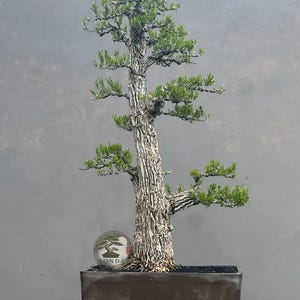May include: A tall bonsai tree with a thick, textured, light grey bark trunk and multiple branches extending outwards. The tree features small, vibrant green leaves and is planted in a rectangular, dark brown ceramic pot with dark soil.