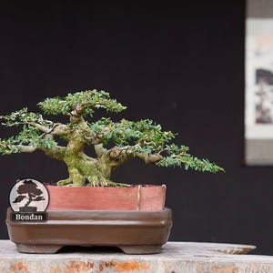 Pode incluir: Um bonsai com um tronco grosso, texturizado e coberto de musgo, com ramos espalhados e pequenas folhas verdes. A árvore está plantada num vaso retangular de cerâmica castanho-avermelhado. Um logótipo circular com a silhueta de uma árvore e o texto Bondan está fixado.
