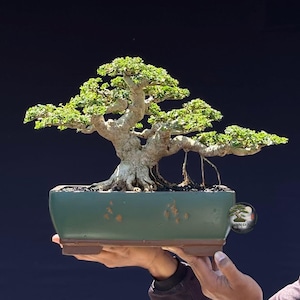 Árbol Bonsái Vivo. Premna Microphyla. Árbol Bonsái. Tamaño pequeño SK. - Ficus - Tiger Brek - Arce japonés